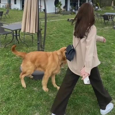 胖胖裤猪
